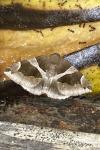 Dysgonia algira