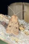 Agrotis exclamationis