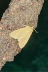 Mythimna pallens