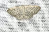 Idaea subsericeata
