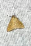 Sitochroa verticalis