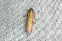 Oncocera semirubella