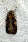 Xestia c-nigrum