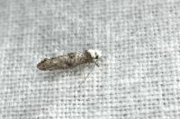 Paraswammerdamia albicapitella