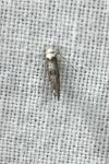 Paraswammerdamia albicapitella