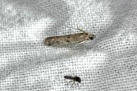 Phycitodes