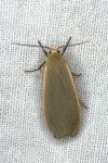 Collita griseola