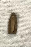 Amphipyra tragopoginis