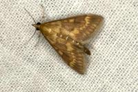 Sitochroa verticalis