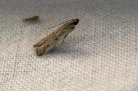 Phycitodes