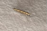 Plutella xylostella