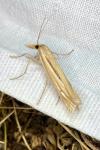 Ancylolomia tentaculella