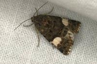 Tyta luctuosa
