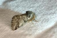 Thaumetopoea pityocampa