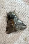 Thaumetopoea pityocampa