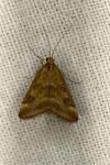 Pyrausta despicata
