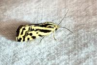 Emmelia trabealis