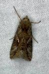 Autographa gamma