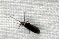 Adela reaumurella