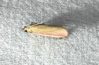 Oncocera semirubella