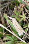 Ancylolomia tentaculella