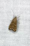 Loxostege sticticalis