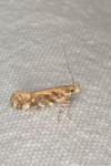 Aristotelia
