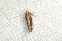 Aristotelia
