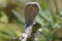 Polyommatus icarus