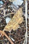 Ematurga atomaria