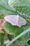 Idaea subsericeata