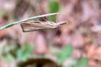 Agriphila straminella