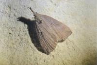 Hypena rostralis