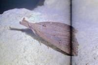 Hypena rostralis
