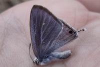 Lampides boeticus