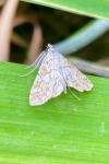 Elophila nymphaeata