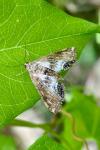 Cataclysta lemnata