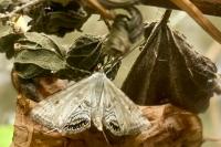 Cataclysta lemnata