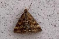 Pyrausta despicata