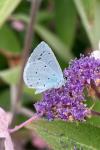 Celastrina argiolus