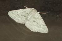 Pseudoterpna pruinata