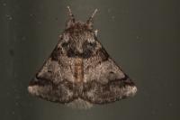 Thaumetopoea processionea