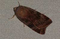 Noctua