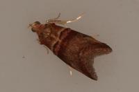 Acrobasis tumidana