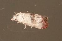 Cochylis hybridella