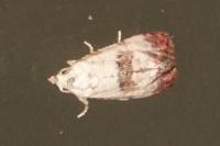 Cochylis hybridella