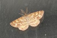 Ematurga atomaria