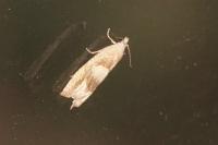 Eucosma conterminana