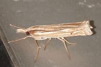 Ancylolomia tentaculella