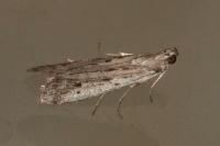 Phycitodes